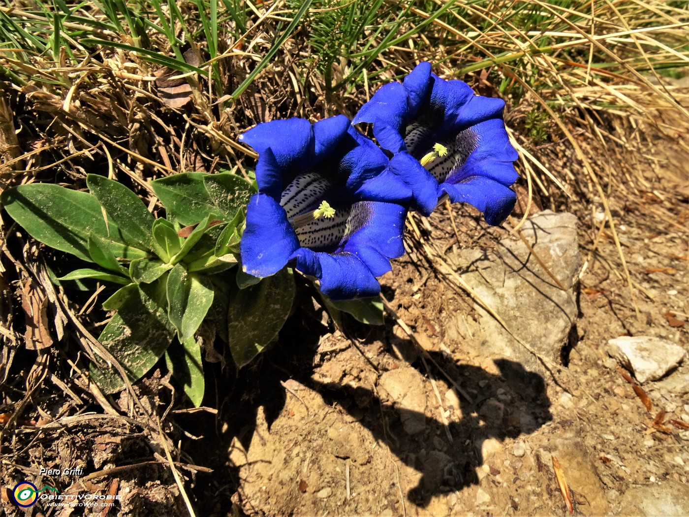 23 Gentiana clusii (Genziana di Clusius).JPG